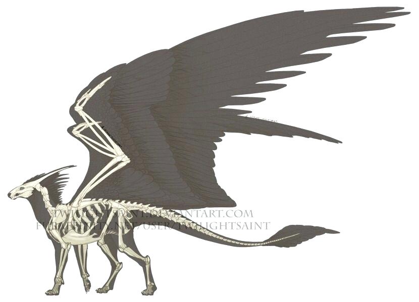 830x599 Angel Dragons Fursuit Mattlatham - Fursuit Drawing Base