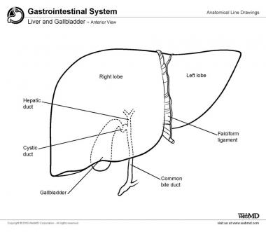 380x331 gallbladder anatomy overview, gross anatomy, microscopic anatomy - Gallbladder Drawing