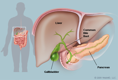 492x334 gallbladder picture, definition, problems, tests function - Gallbladder Drawing