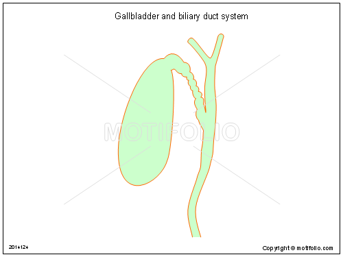 500x375 Gallbladder And Biliary Duct System Illustrations - Gallbladder Drawing