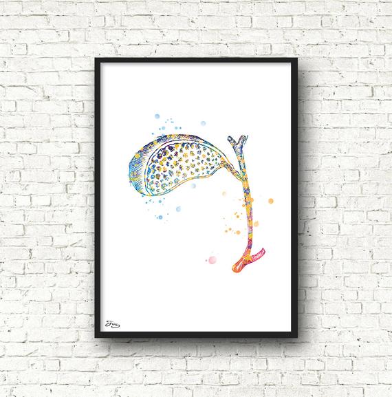 570x577 Gallbladder Digestive System Drawing Body Anatomy Etsy - Gallbladder Drawing