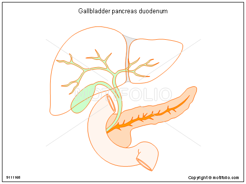 500x375 Gallbladder Pancreas Duodenum Illustrations - Gallbladder Drawing