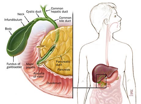 Gallbladder Drawing at PaintingValley.com | Explore collection of ...