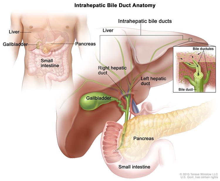750x619 General Surgery - Gallbladder Drawing