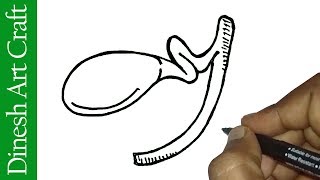 320x180 How To Draw A Beach Bucket Easy Step - Gallbladder Drawing