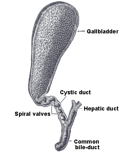 417x487 the gallbladder boundless anatomy and physiology - Gallbladder Drawing
