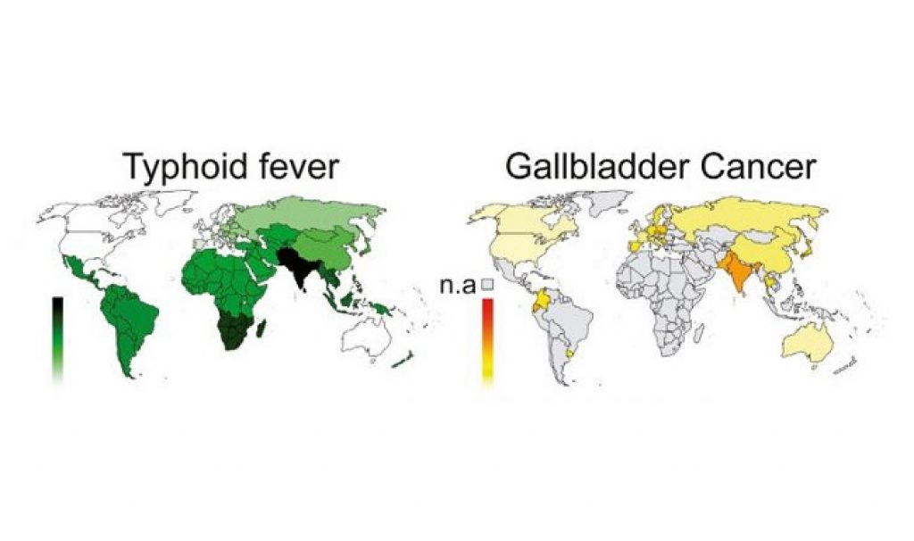 1024x606 typhoid bacteria linked to gallbladder cancer asian scientist - Gallbladder Drawing