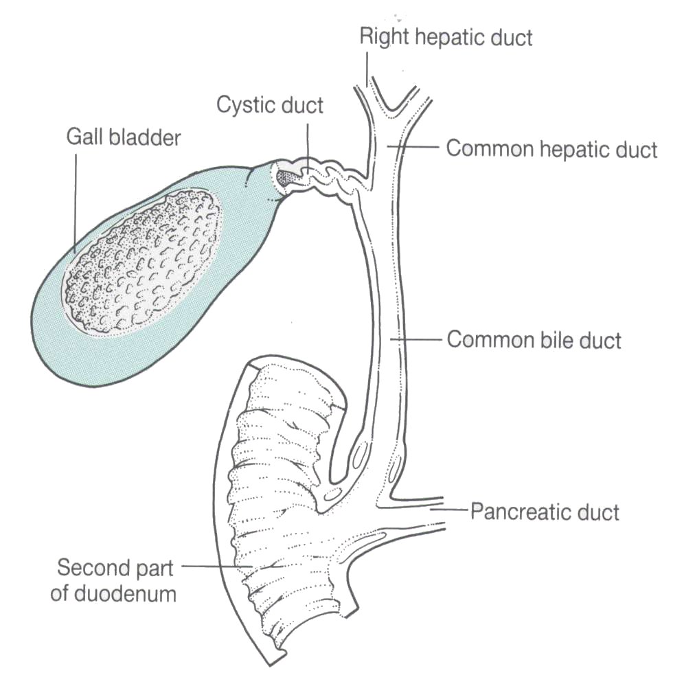 Gallbladder Drawing at PaintingValley.com | Explore collection of ...