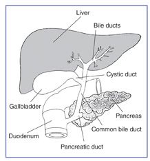 Gallbladder paintings search result at PaintingValley.com