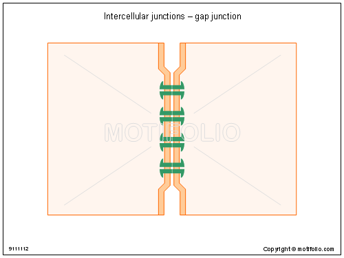 500x375 Intercellular Junctions - Gap Drawing