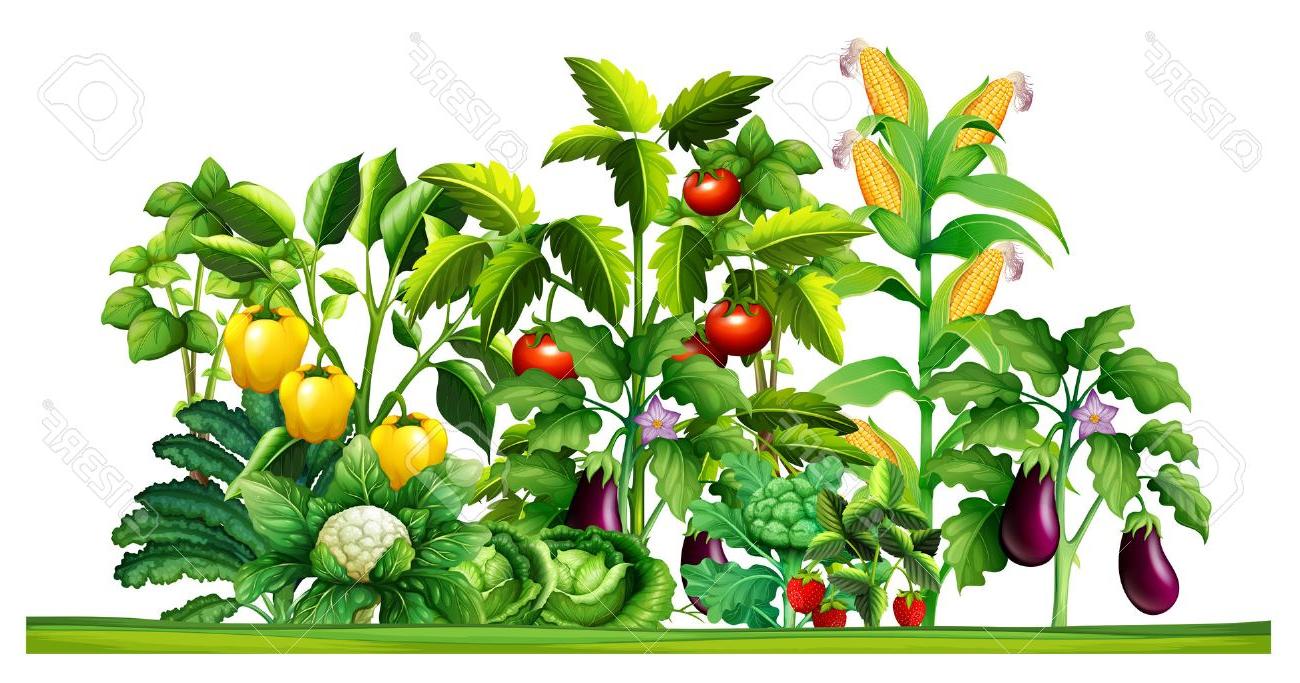 1300x683 Top Vegetable Garden Drawing Images - Garden Drawing