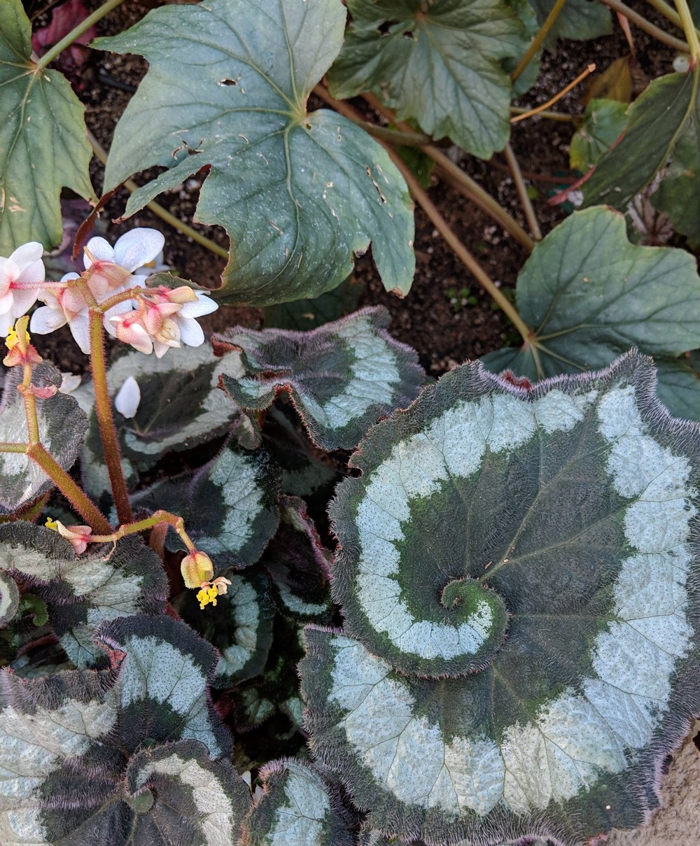 1000x1209 Drawing Date - Garden Drawing Pictures