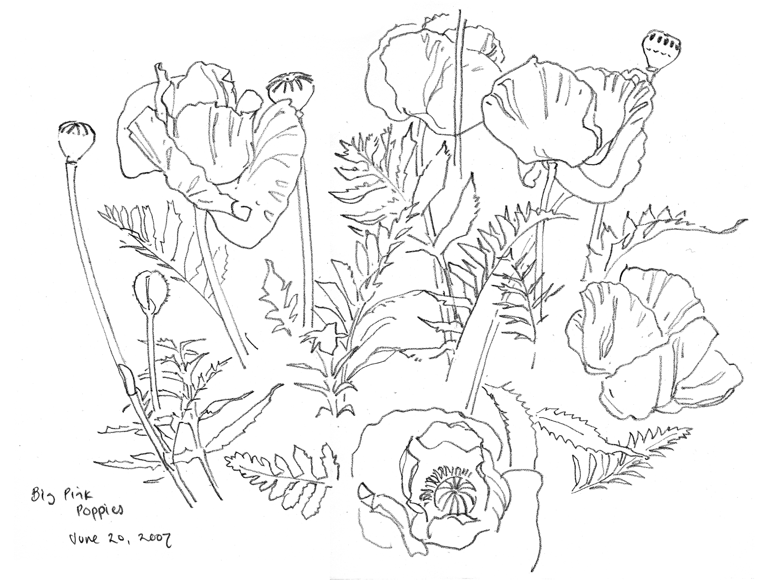 2475x1845 Drawing Taking Flight - Garden Line Drawing