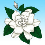 150x150 gardenia cutters world of sugar art - Gardenia Drawing