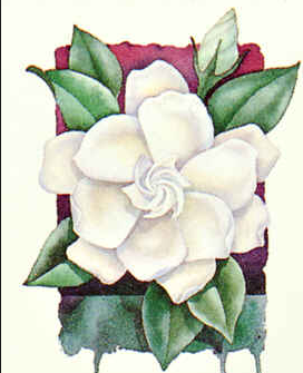 272x335 gardenia drawing brooch designs flower art, drawings, plants - Gardenia Drawing