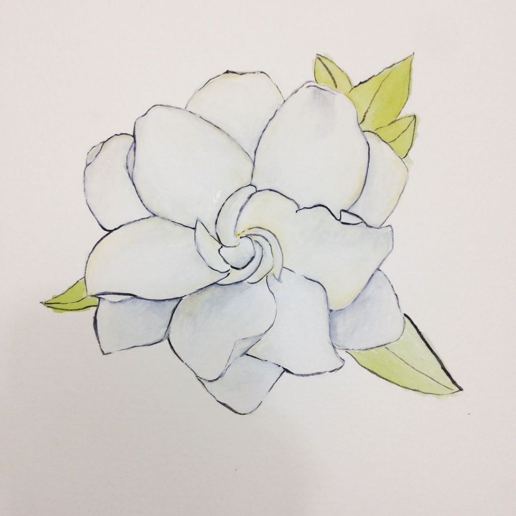 1024x1024 gardenia drawing - Gardenia Drawing