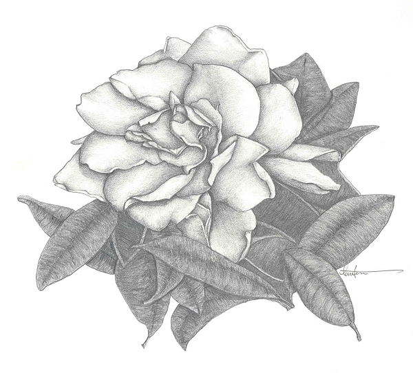 600x542 gardenia drawing - Gardenia Drawing