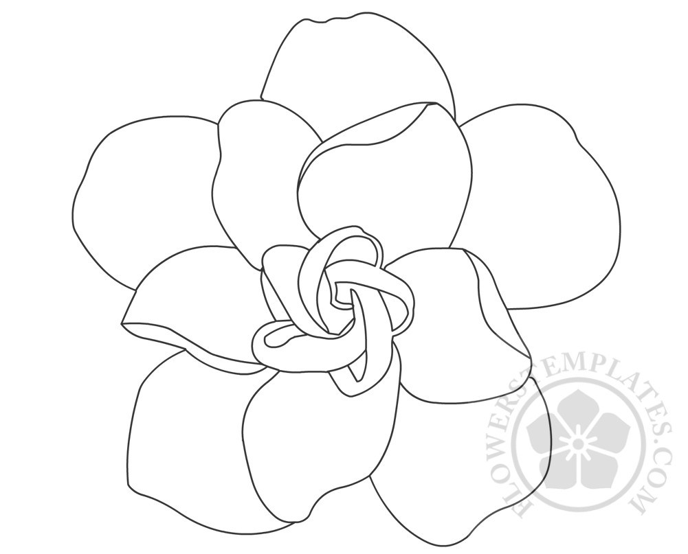 1001x807 gardenia flower coloring - Gardenia Drawing