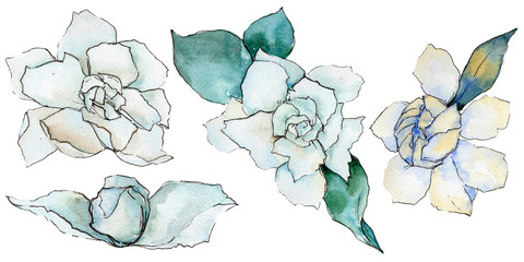 480x240 gardenia photos, royalty free images, graphics, vectors videos - Gardenia Drawing