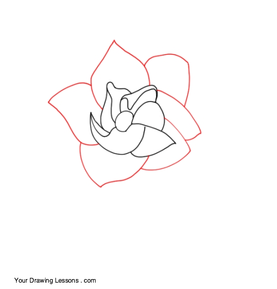565x589 how to draw a gardenia your drawing lessons - Gardenia Drawing