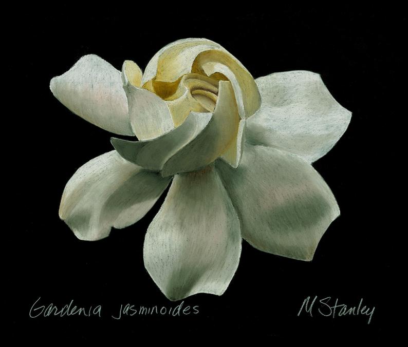 794x676 print of an original pastel drawing of a gardenia bloom etsy - Gardenia Drawing