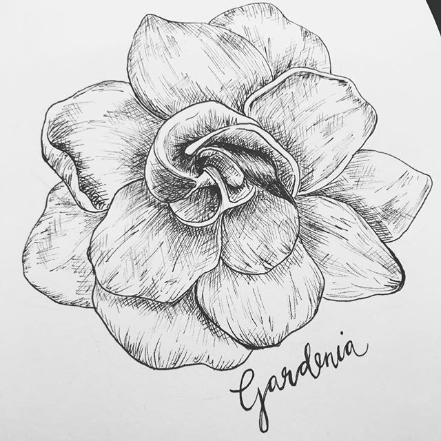 640x640 gardenia drawing illustration for free download - Gardenia Drawing