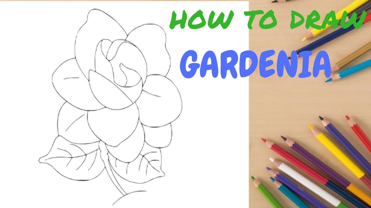 Gardenia Drawing at PaintingValley.com | Explore collection of Gardenia ...