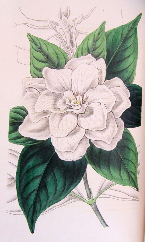 499x829 gardenia drawing figured are glossy lance shaped leaves - Gardenia Drawing