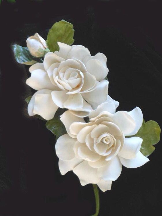 562x750 gardenia drawing - Gardenia Drawing