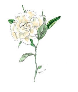 271x320 gardenia drawing - Gardenia Drawing