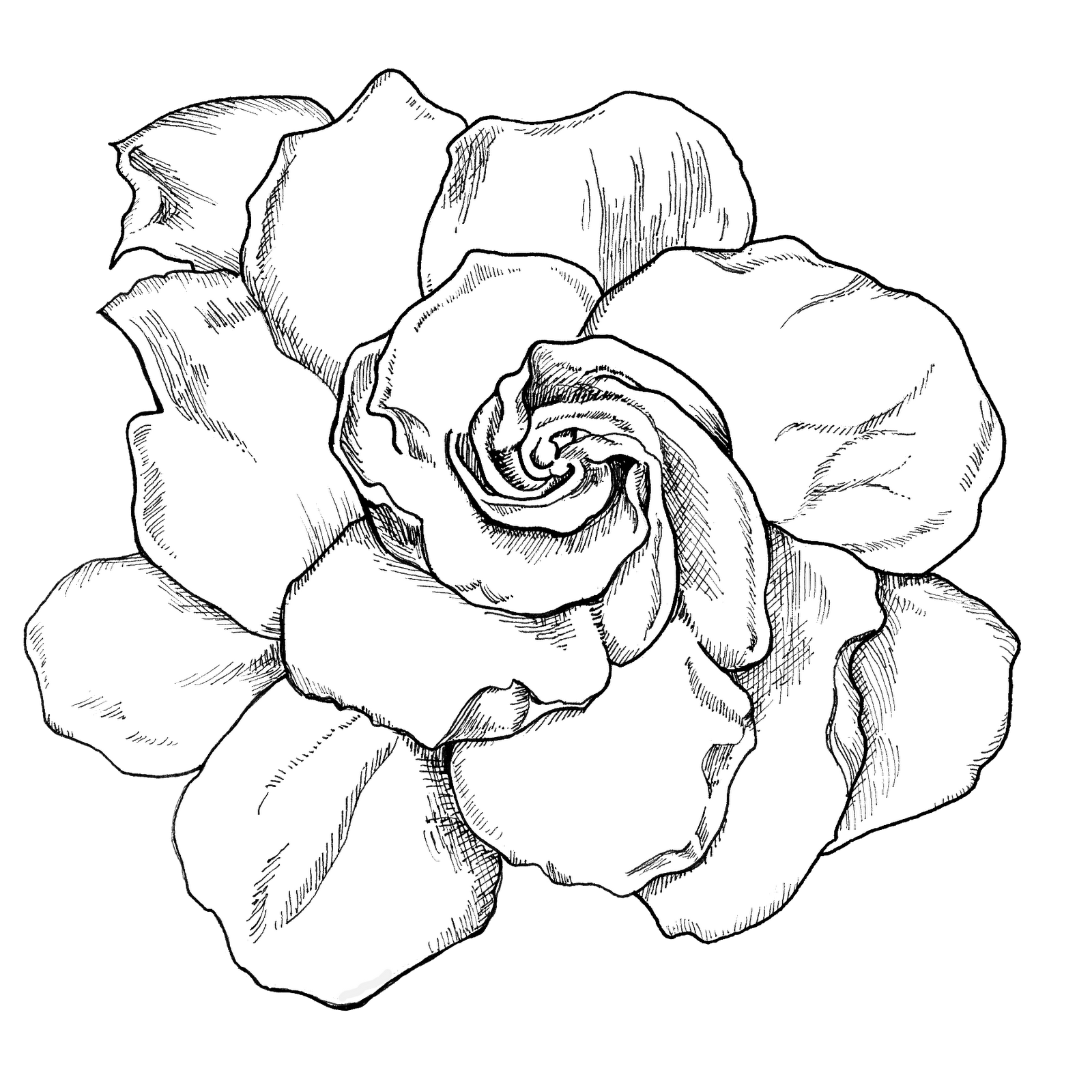 1600x1600 gardenia drawing live life creatively project - Gardenia Drawing