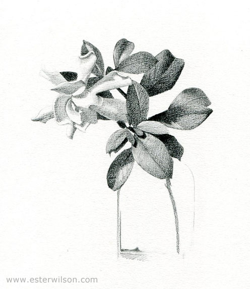 496x572 daily drawings - Gardenia Drawing