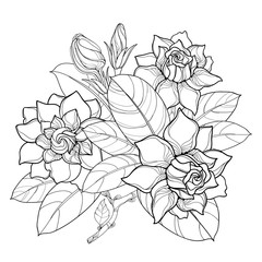 20+ Inspiration Simple Gardenia Drawing | What Ieight Today