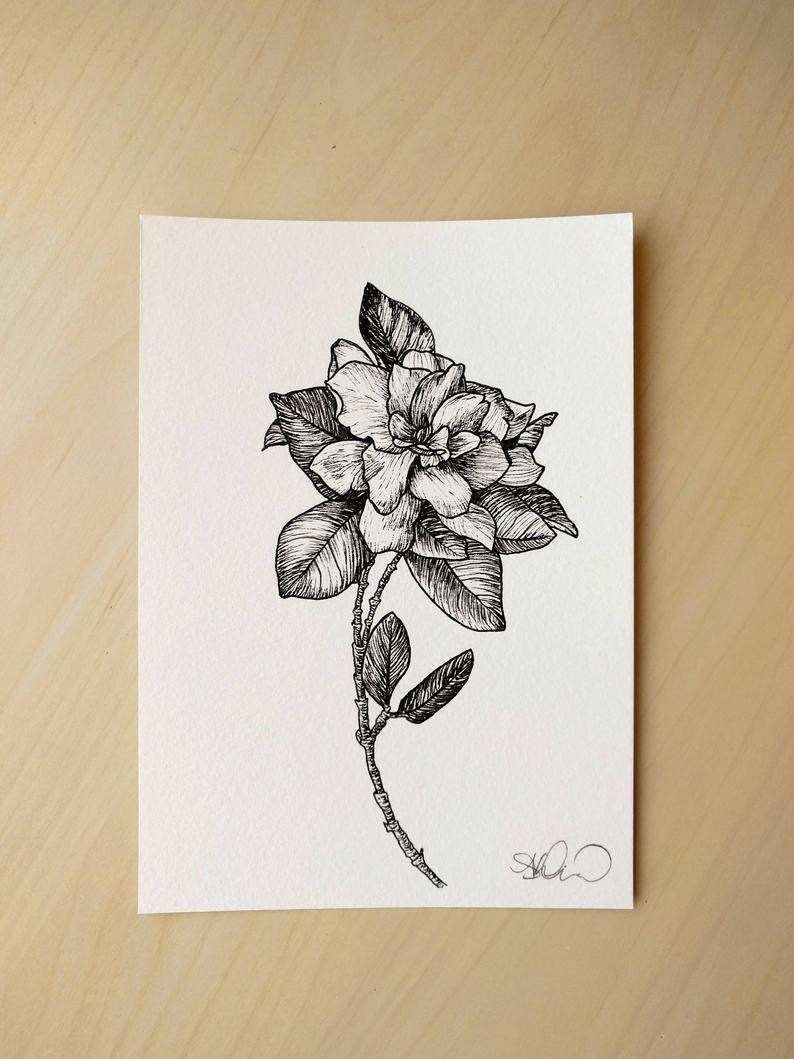 794x1059 gardenia flower botanical line sketch original pen etsy - Gardenia Flower Drawing