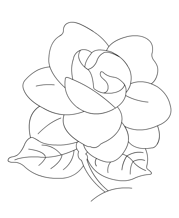 20+ Inspiration Simple Gardenia Drawing | What Ieight Today