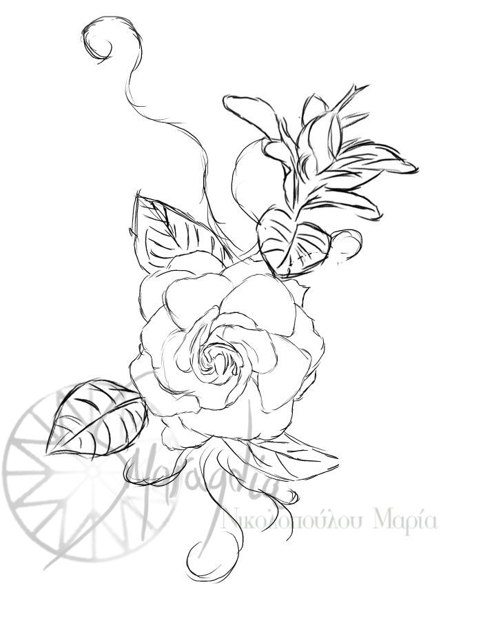 701x904 gardenia drawing free download - Gardenia Flower Drawing