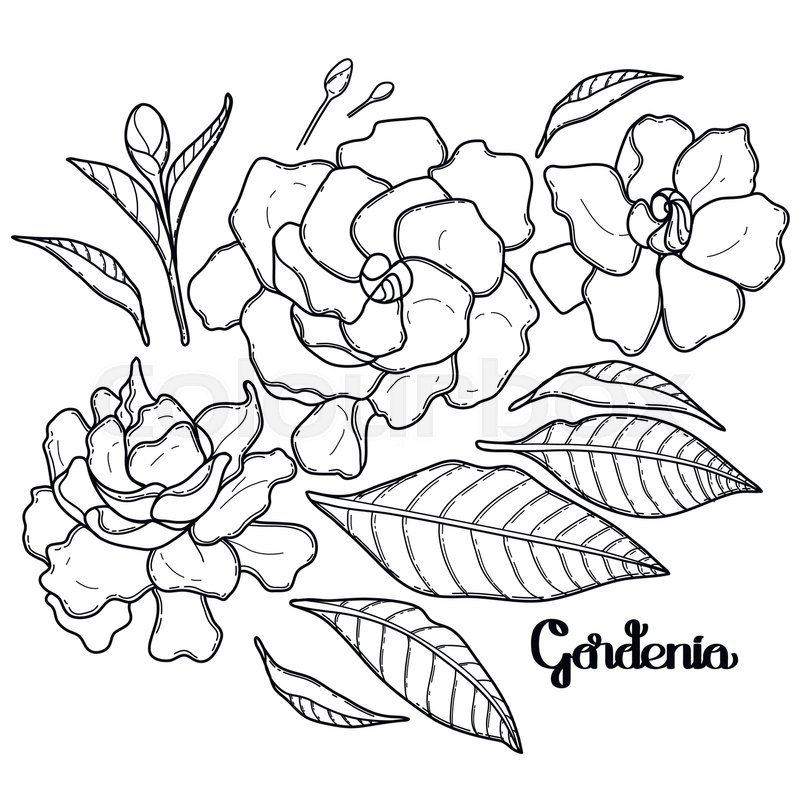 800x800 graphic gardenia set isolated on white stock vector colourbox - Gardenia Flower Drawing