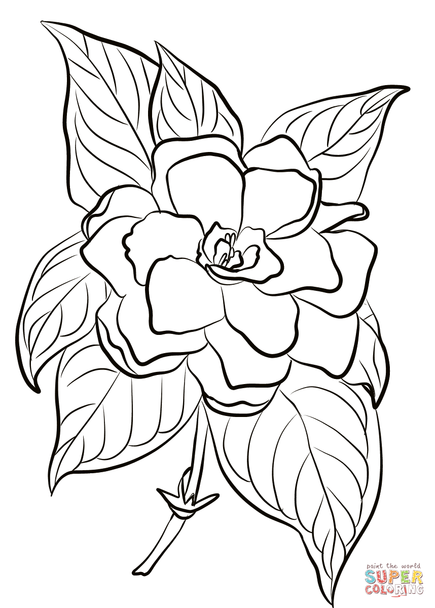 Gardenia Flower Drawing at Explore collection of