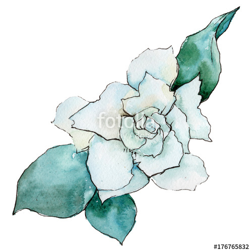 500x500 wildflower gardenia flower in a watercolor style isolated full - Gardenia Flower Drawing