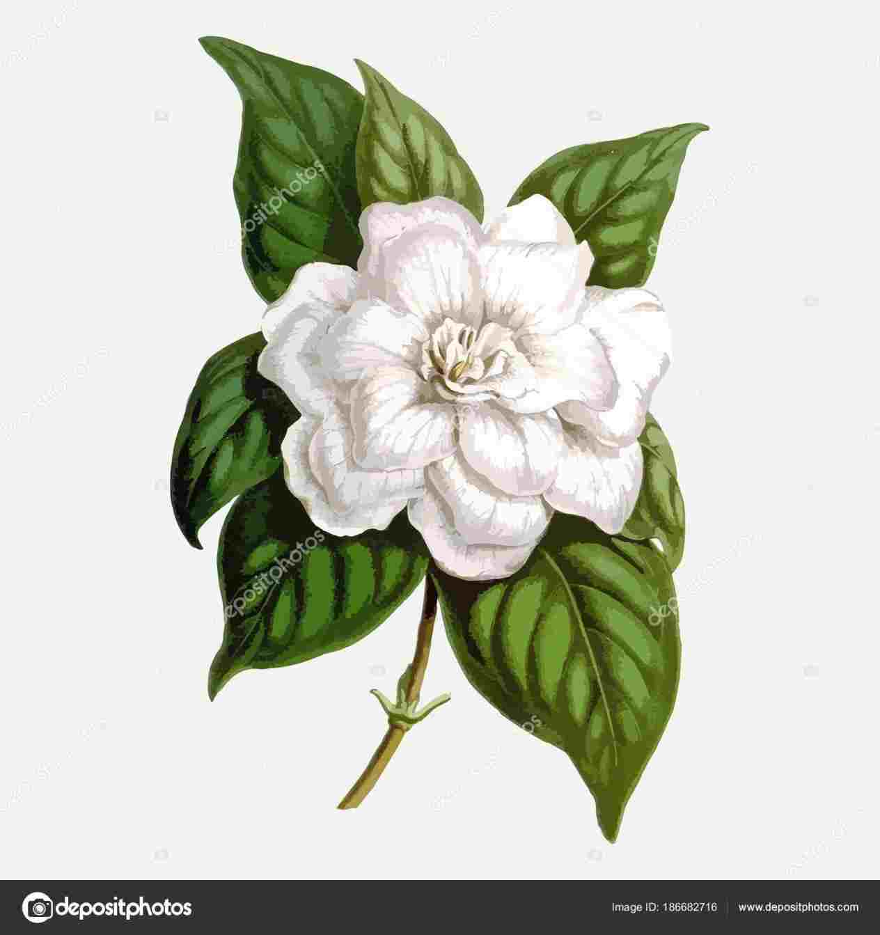 1264x1343 flower drawing that is now available rhcouk sketch rose - Gardenia Flower Drawing
