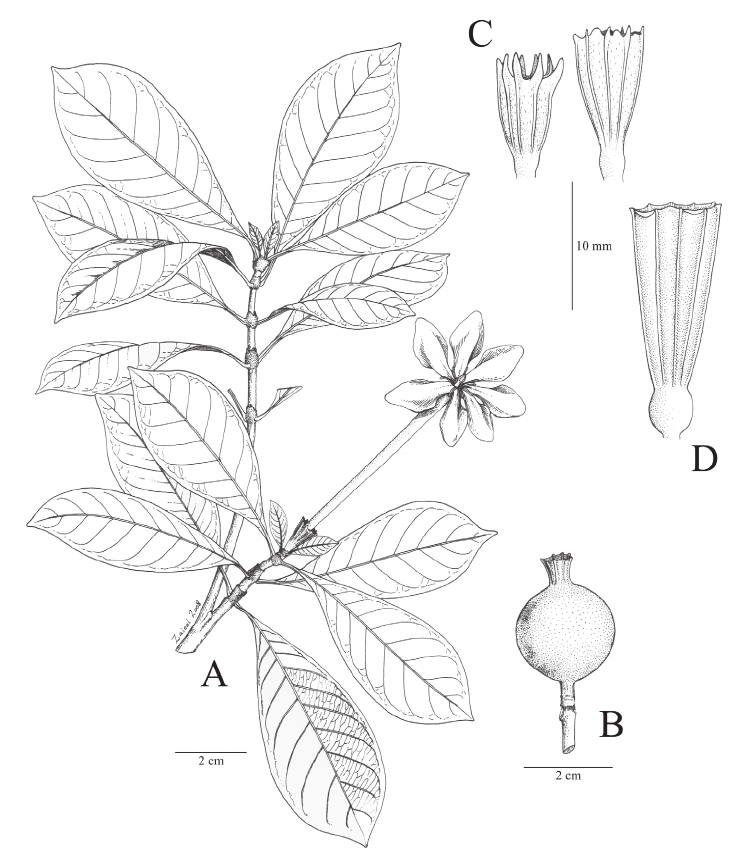 750x858 gardenia flower drawing classy cloud - Gardenia Flower Drawing