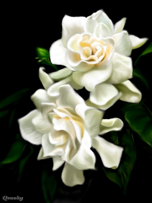 600x800 gardenias animated variants of gardenia rose crystal flowers - Gardenia Flower Drawing