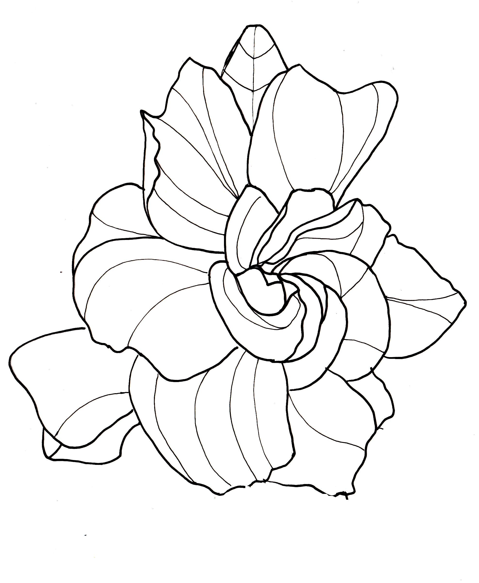 1976x2408 line drawing - Gardenia Flower Drawing