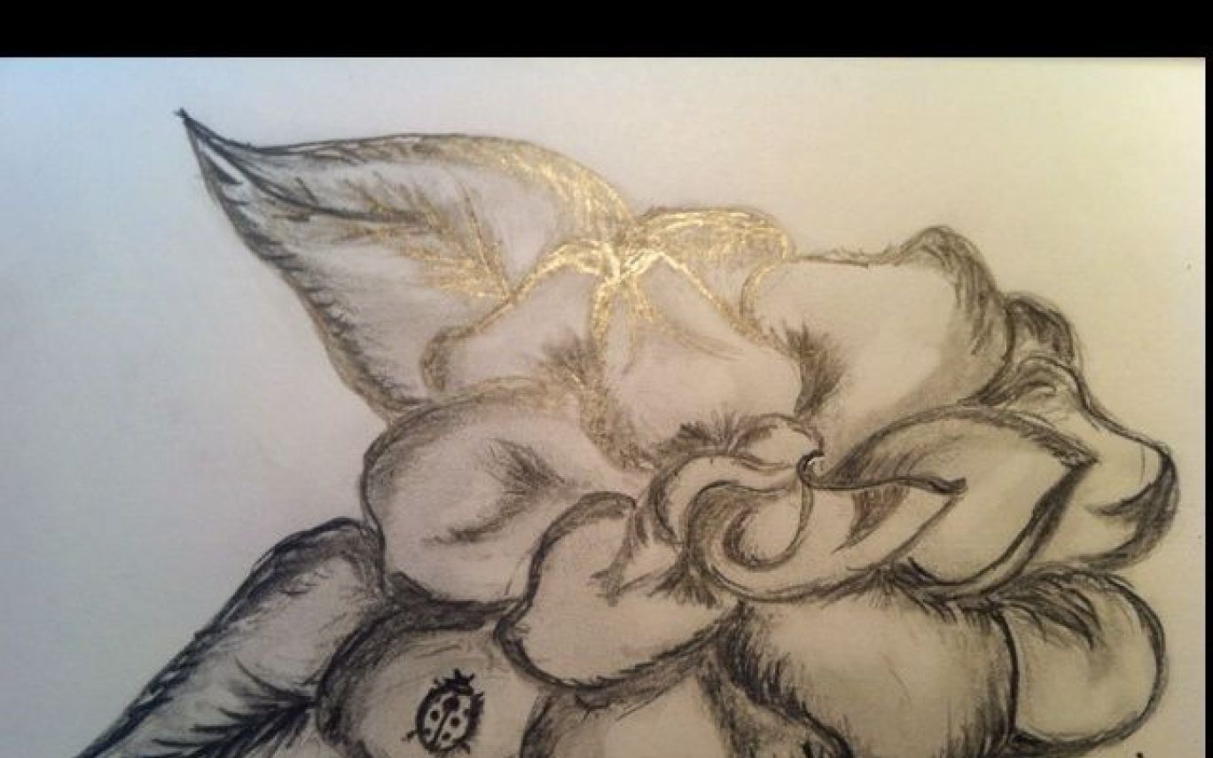 1368x855 drawing of gardenia flower - Gardenia Flower Drawing