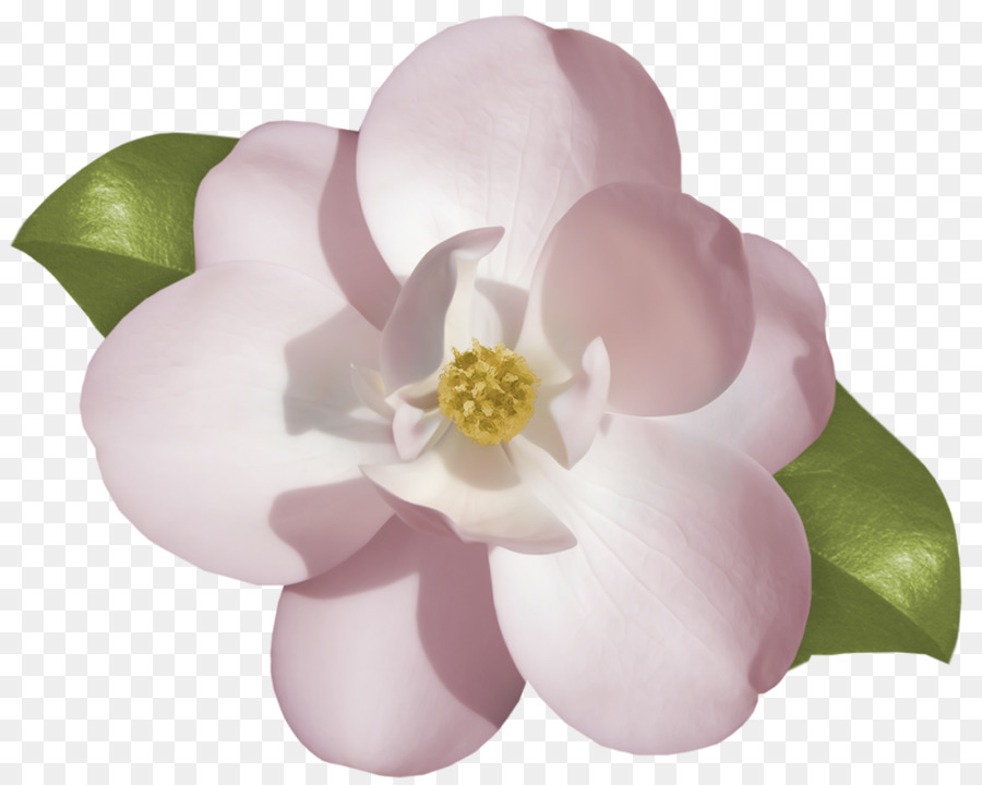 Gardenia Flower Drawing at Explore collection of
