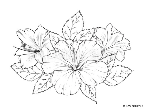 500x375 hibiscus and lily flowers bouquet garland composition isolated - Garland Drawing