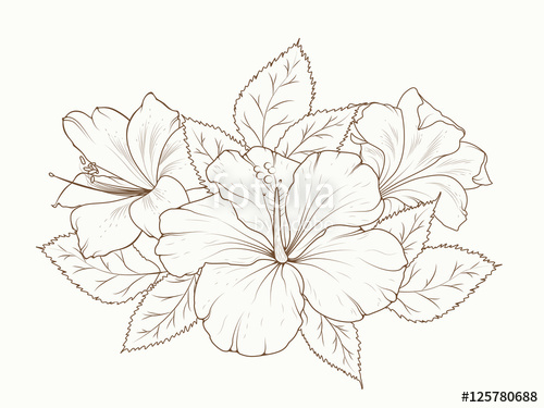500x375 lily and hibiscus flowers garland bouquet isolated detailed - Garland Drawing