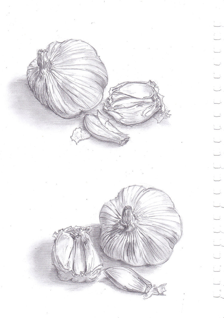 Garlic Drawing at PaintingValley.com | Explore collection of Garlic Drawing