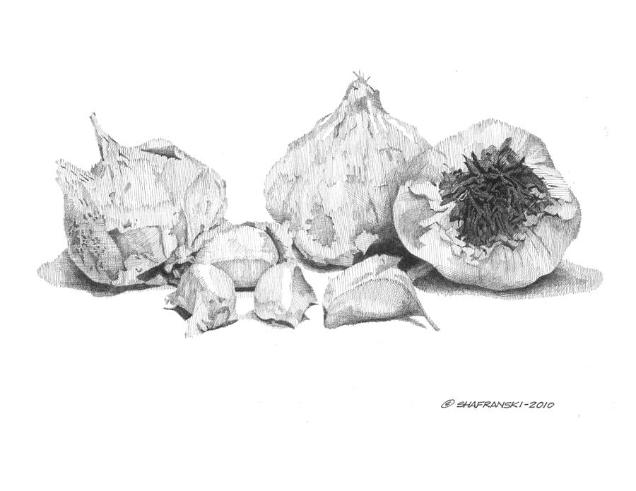 900x695 garlic drawing - Garlic Drawing