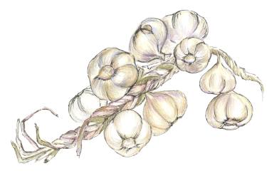 375x250 garlic drawing - Garlic Drawing
